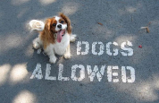 dog-allowed